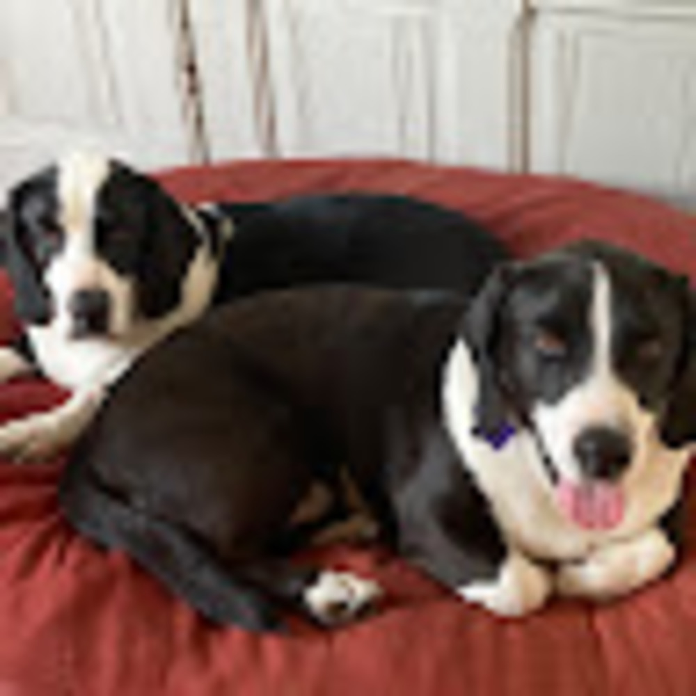 Meet your Posher, Sonora